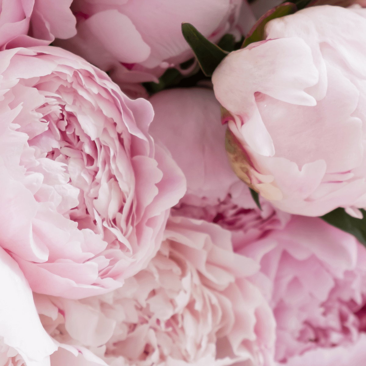 Floral candle collection- elegant notes of rose, peony, jasmine, and freesia. Luxury soy candles hand-poured in small batches