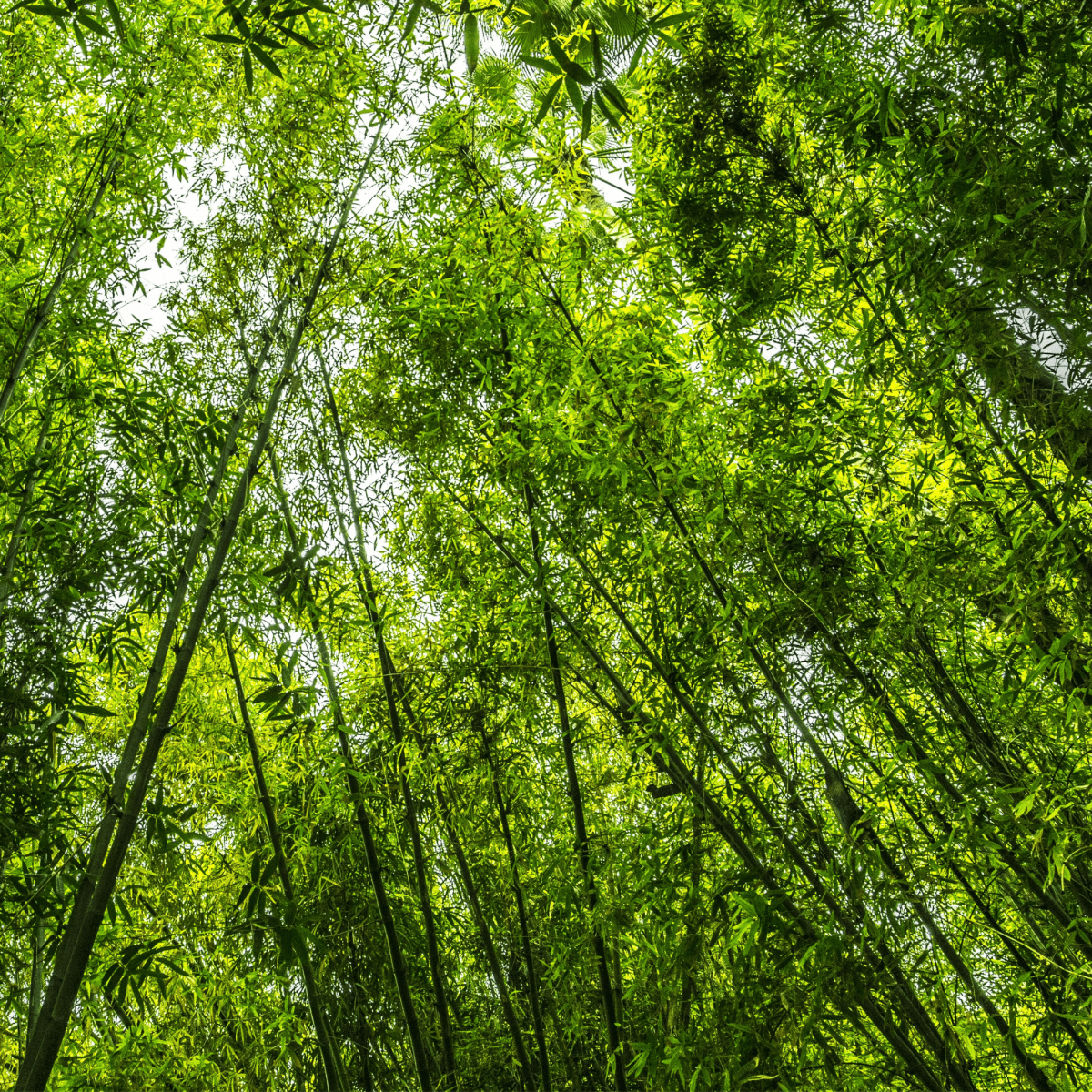 Green scent candle collection with fresh, earthy, and nature-inspired notes. Eco-friendly, hand-poured luxury soy candles.