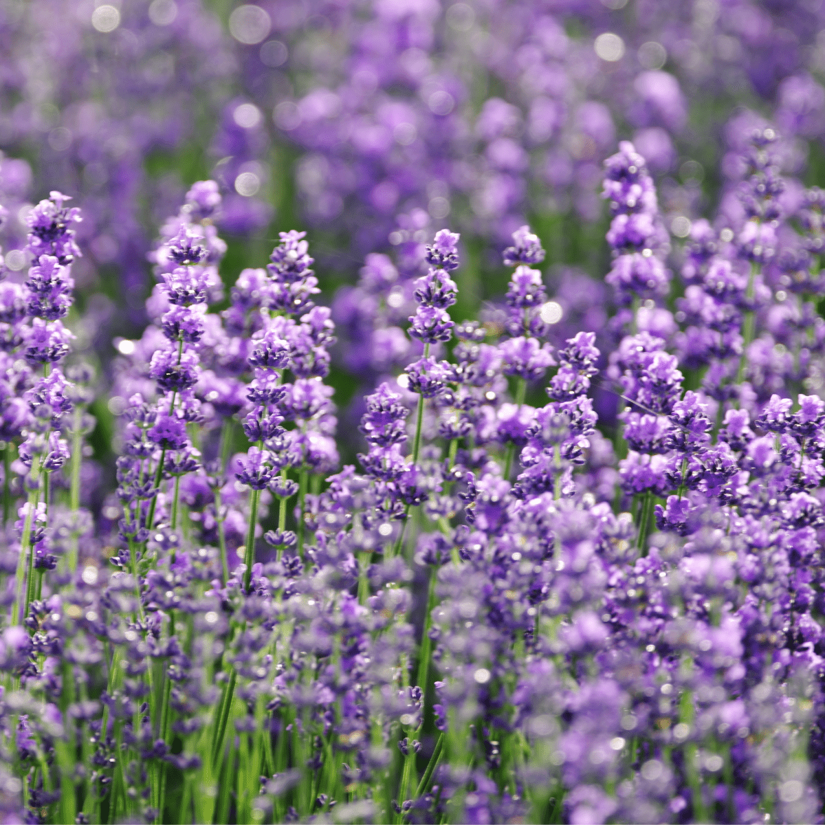 Herbal candle collection with calming botanicals like lavender, sage, rosemary. Clean-burning, eco-luxury soy candles.