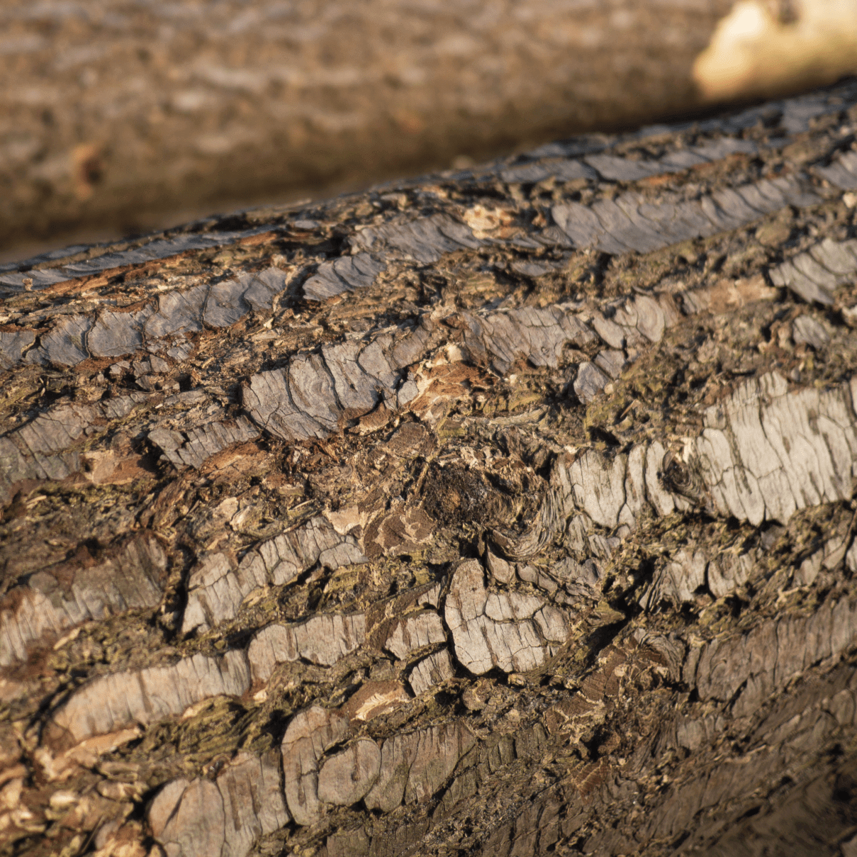 Woody candle collection featuring sandalwood, oud, cedarwood notes. Eco-luxury soy candles with deep, grounding aromas.