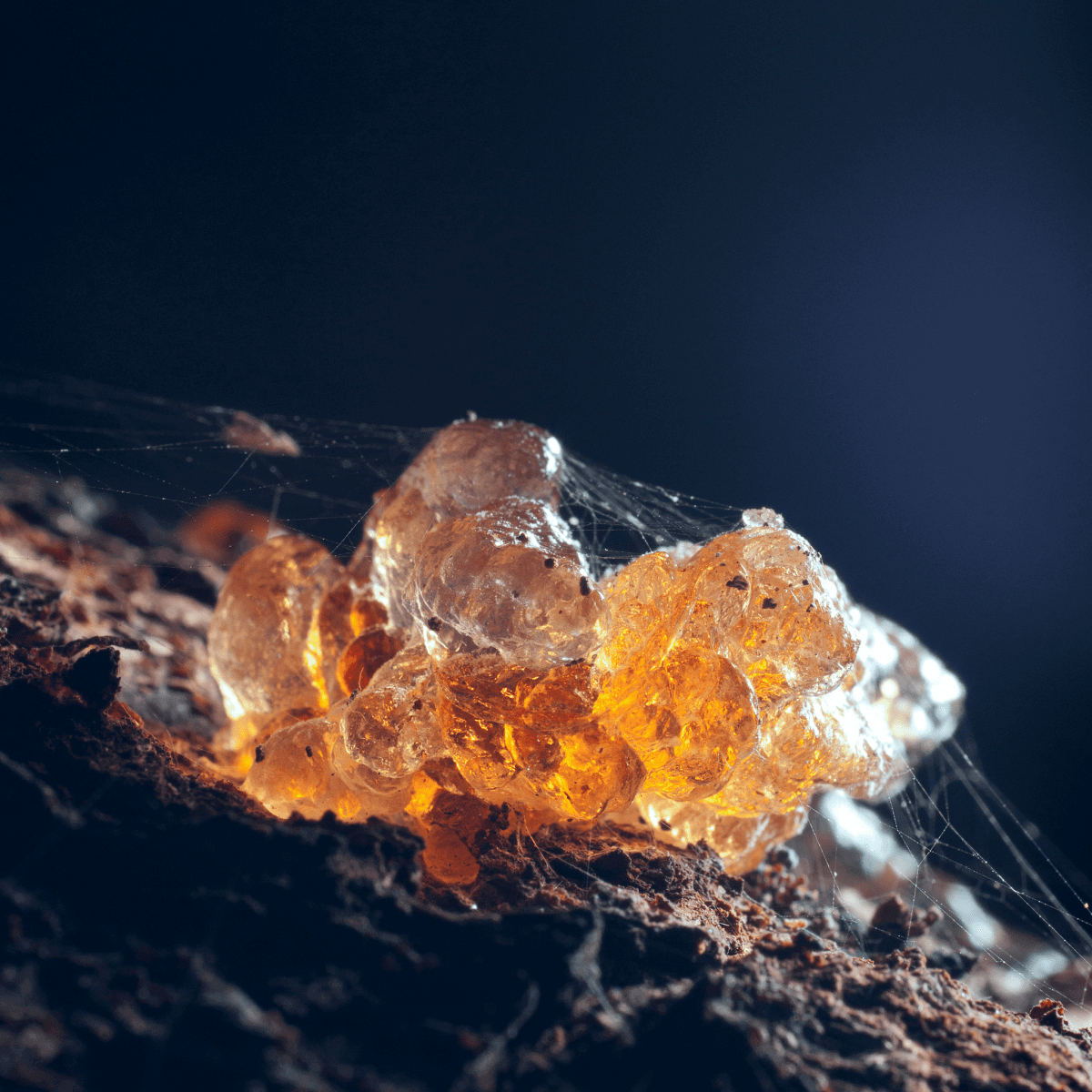 Close-up of amber resin oozing from dark bark, illuminated to reveal rich orange hues, creating a warm, organic glow