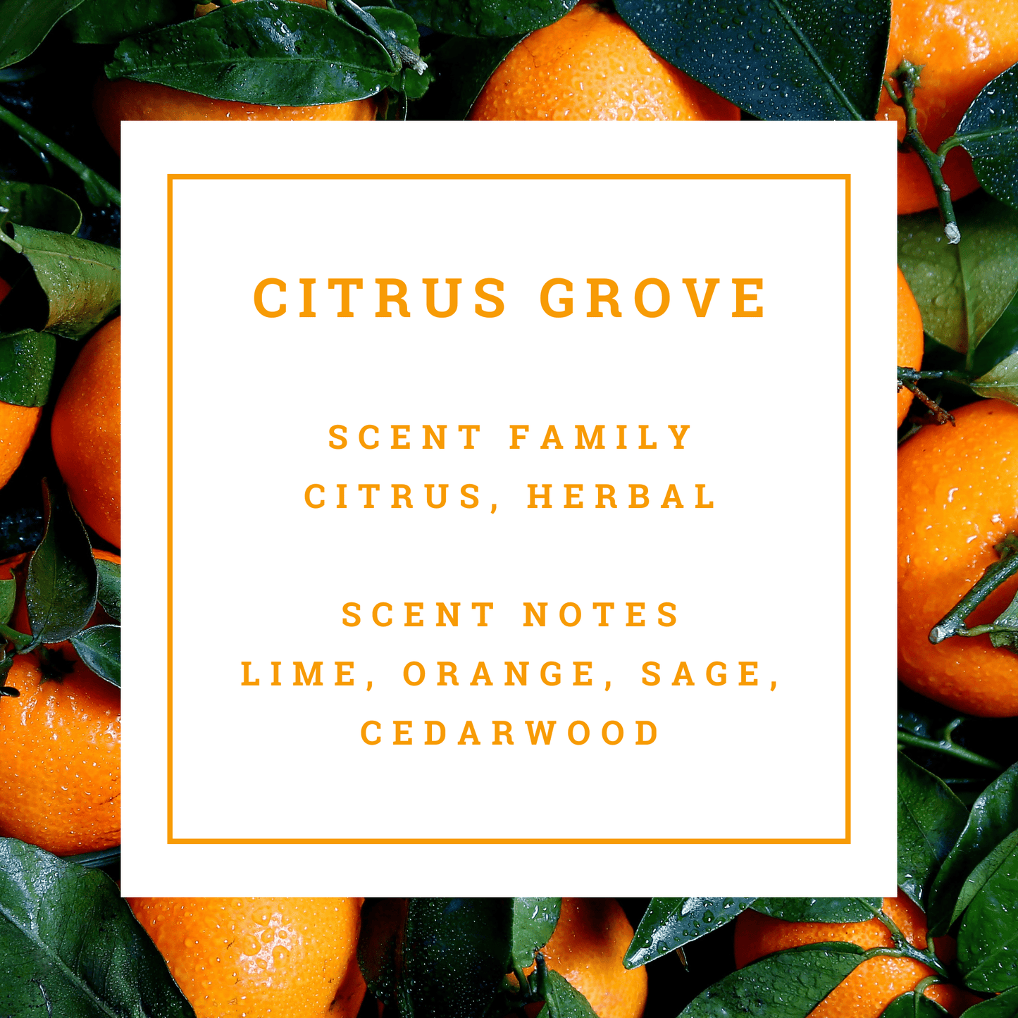 Oranges with green leaves and text about 'Citrus Grove' scent family and notes.