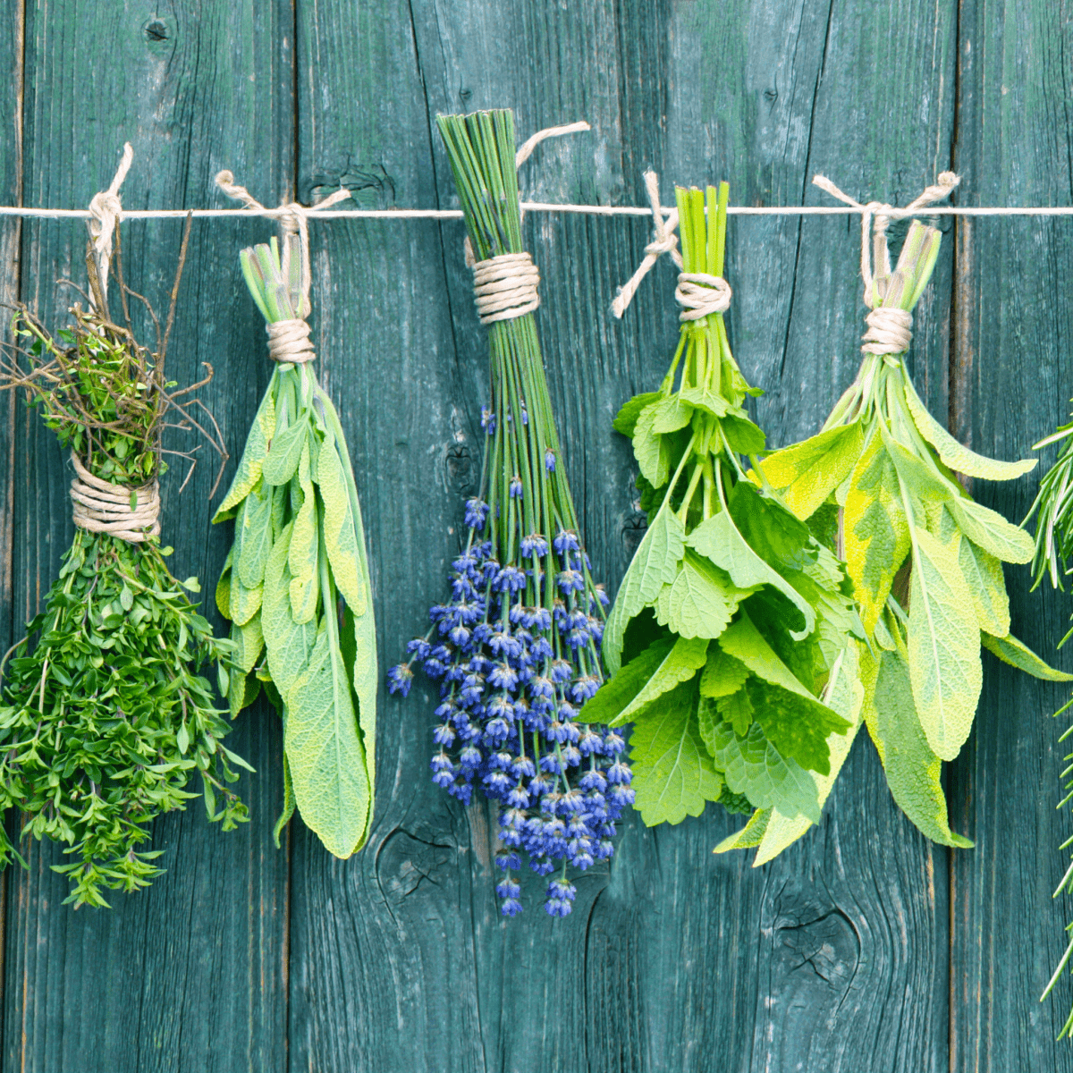 Bundles of thyme, sage, and lavender hanging on twine against rustic teal wooden background, evoking a natural, aromatic feel