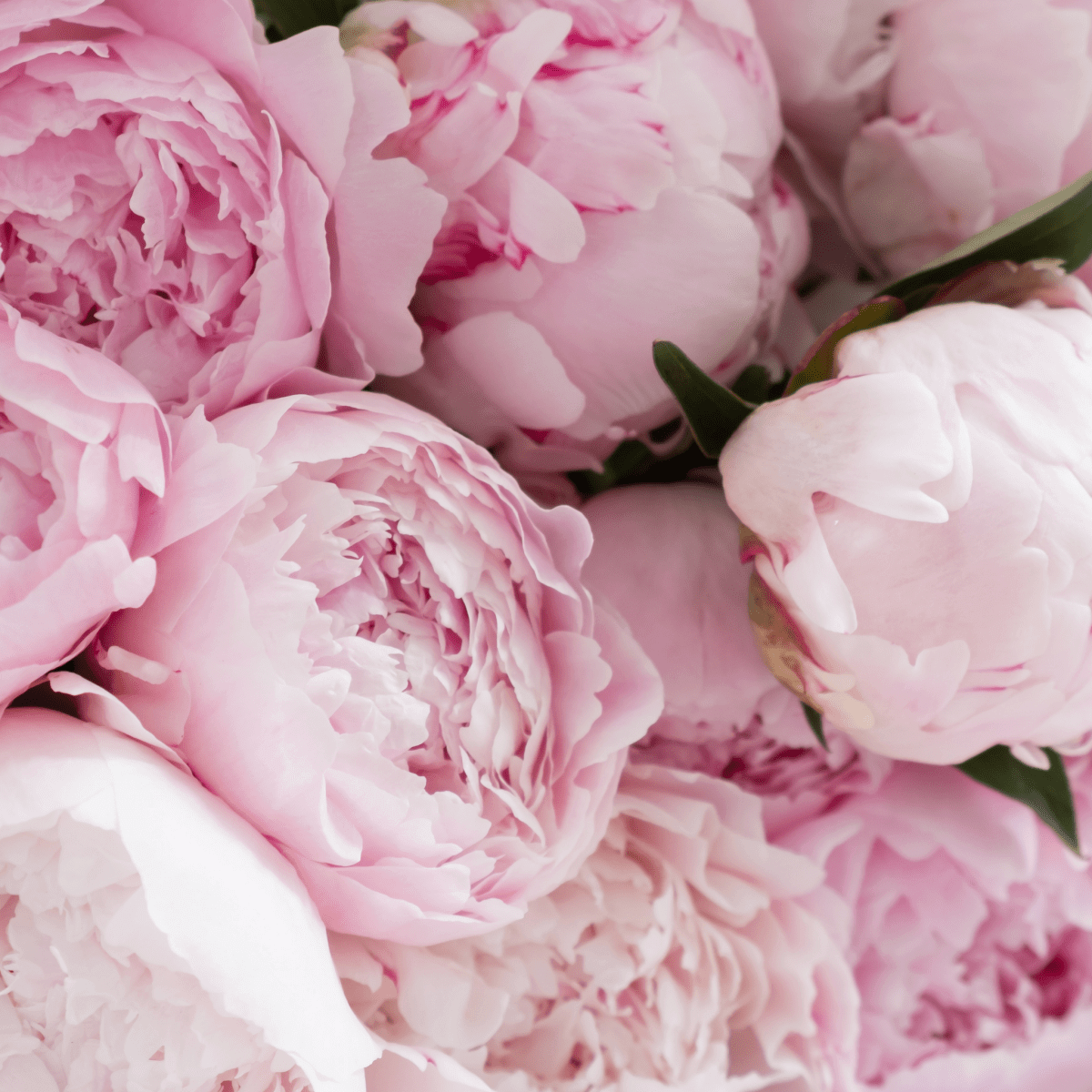 Peony Blush soy candle — cherry blossom, magnolia, peony, amber — luxury hand-poured candle — Mitala Candle Co.