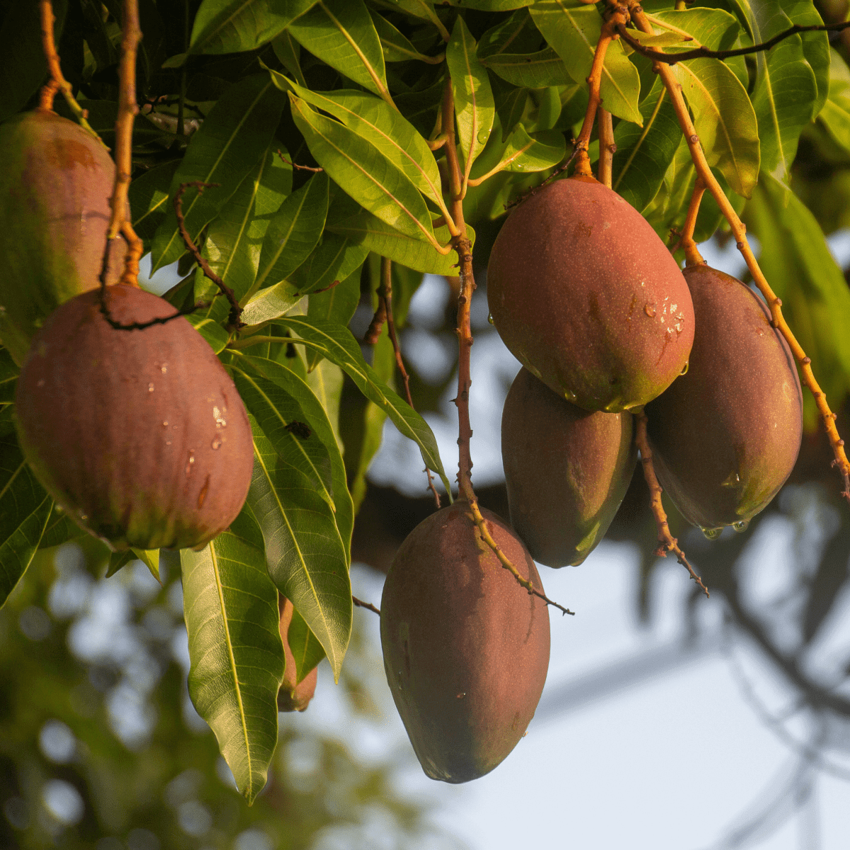 Ripe mangoes hanging on a lush tree, basking in sunlight with orange-red hue contrasting against glossy green leave