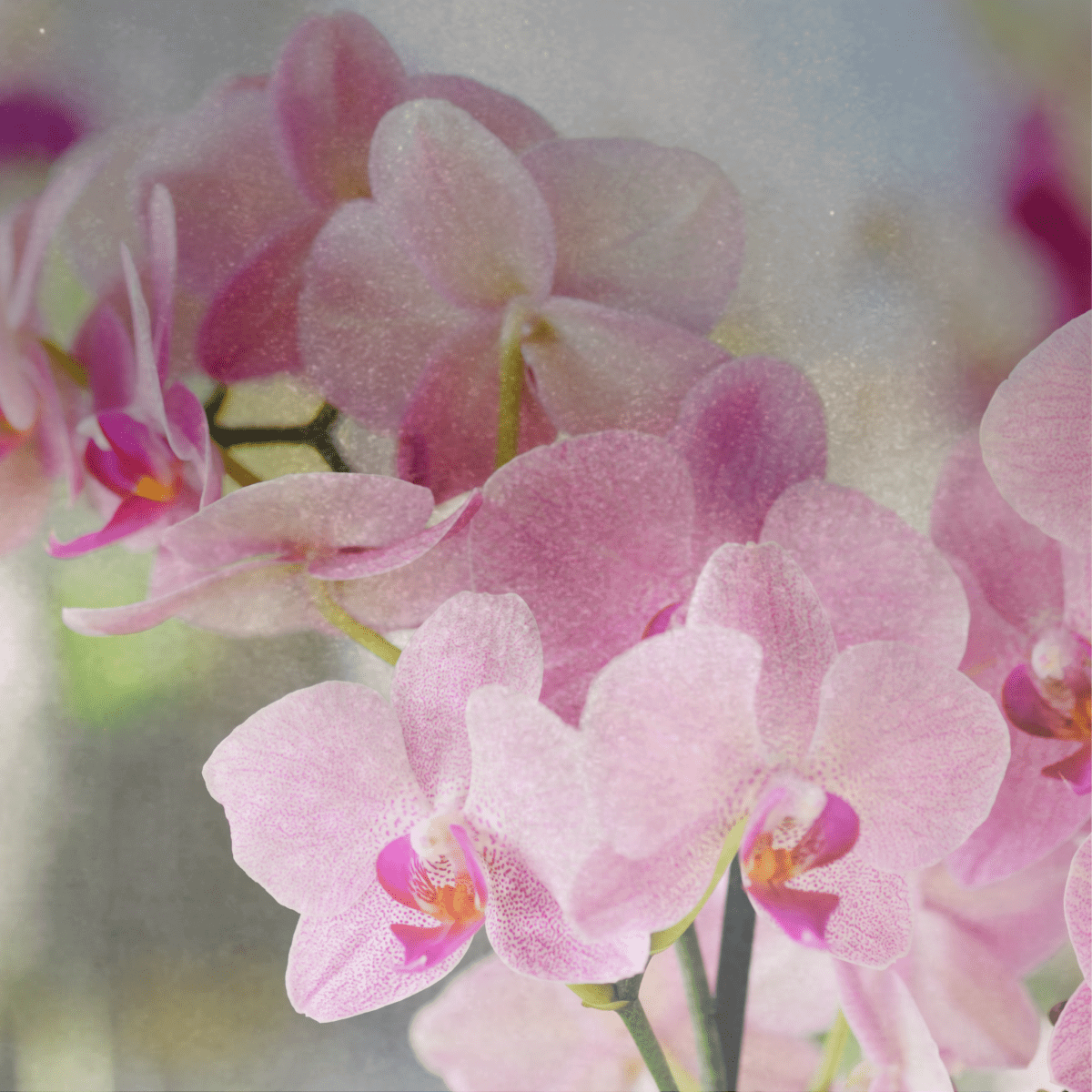 Salted Orchid soy candle — sea salt, orange, freesia, amber — luxury hand-poured coastal candle — Mitala Candle Co.