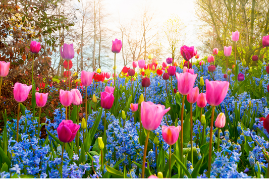 Best Spring Candles for Home Refresh in 2026