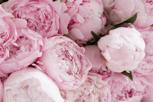 Scent Spotlight: Peony Blush – A Floral Symphony of Elegance - Mitala Candle Co.