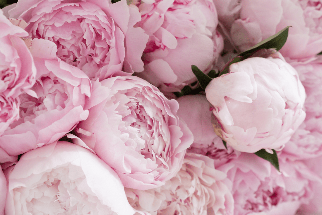 Scent Spotlight: Peony Blush – A Floral Symphony of Elegance - Mitala Candle Co.