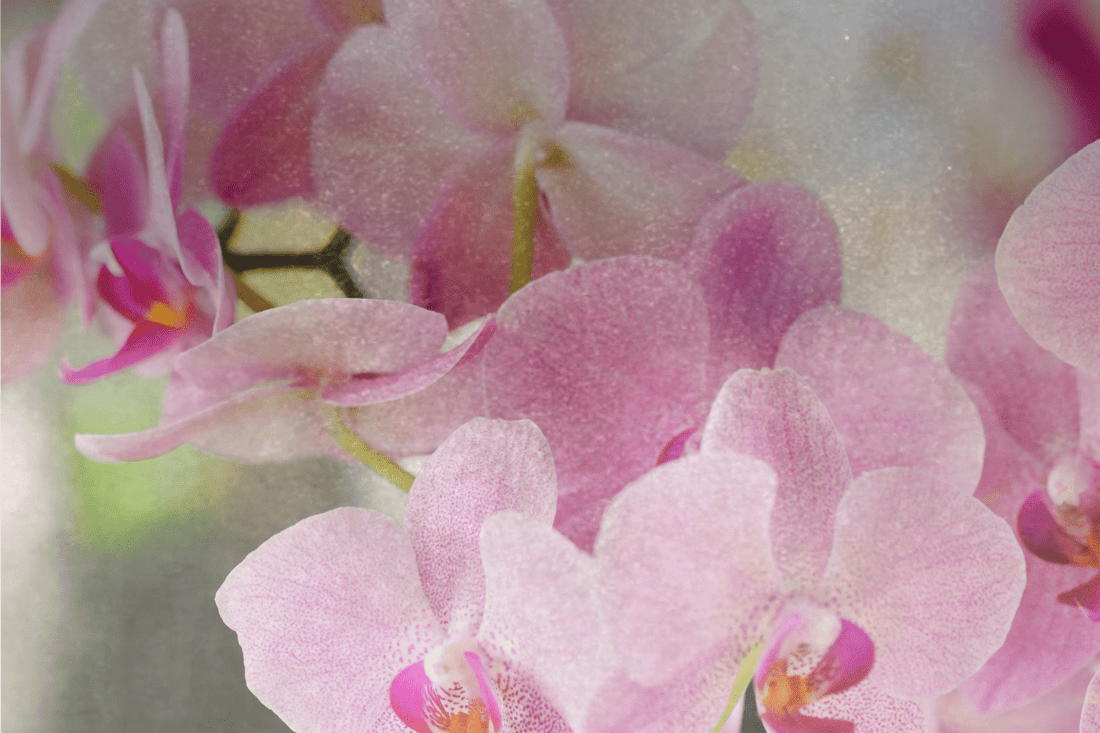 Scent Spotlight: Salted Orchid – A Serene Coastal Escape - Mitala Candle Co.