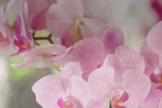 Scent Spotlight: Salted Orchid – A Serene Coastal Escape - Mitala Candle Co.