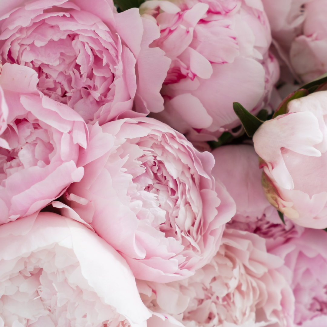 Assortment of Peony flowers