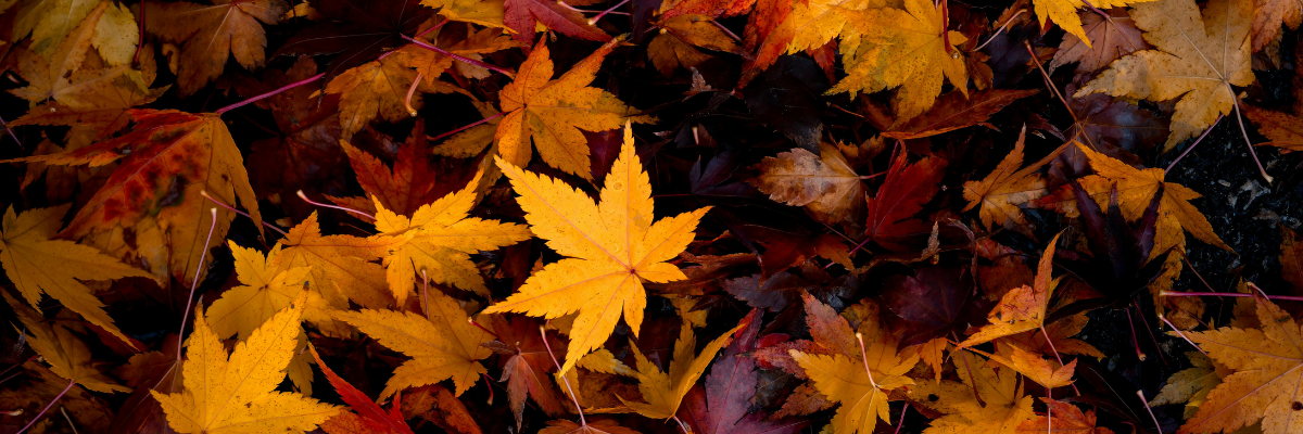 A close-up of fallen autumn leaves in shades of yellow, orange, red, and brown layered together on the ground.