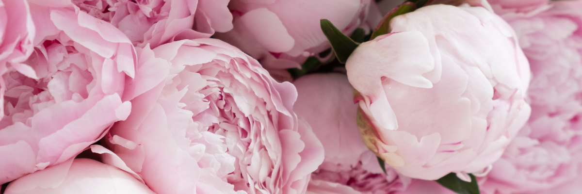 Close-up of soft pink peonies clustered together, with delicate petals creating a lush, romantic feel. The image evokes serenity and elegance.