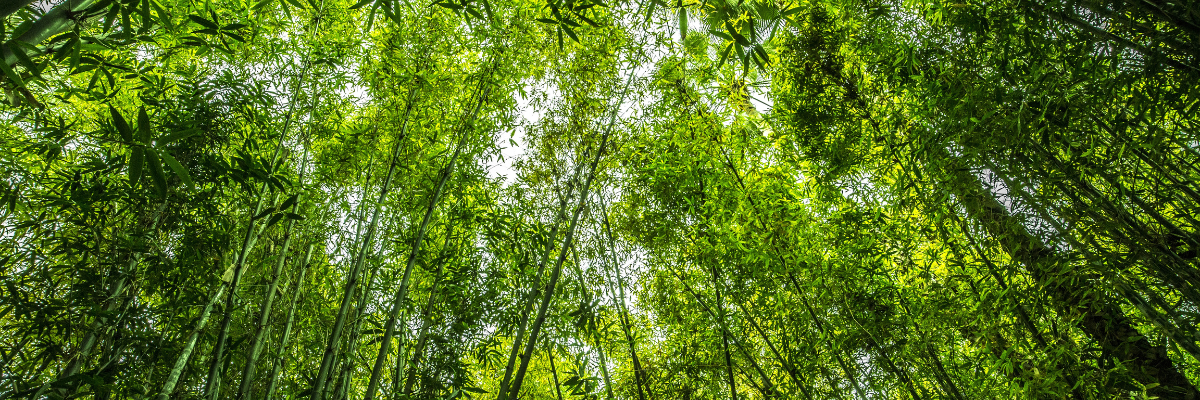 Looking up at a lush bamboo forest, the vivid green leaves and tall, slender stalks create a serene, peaceful canopy with sunlight filtering through.