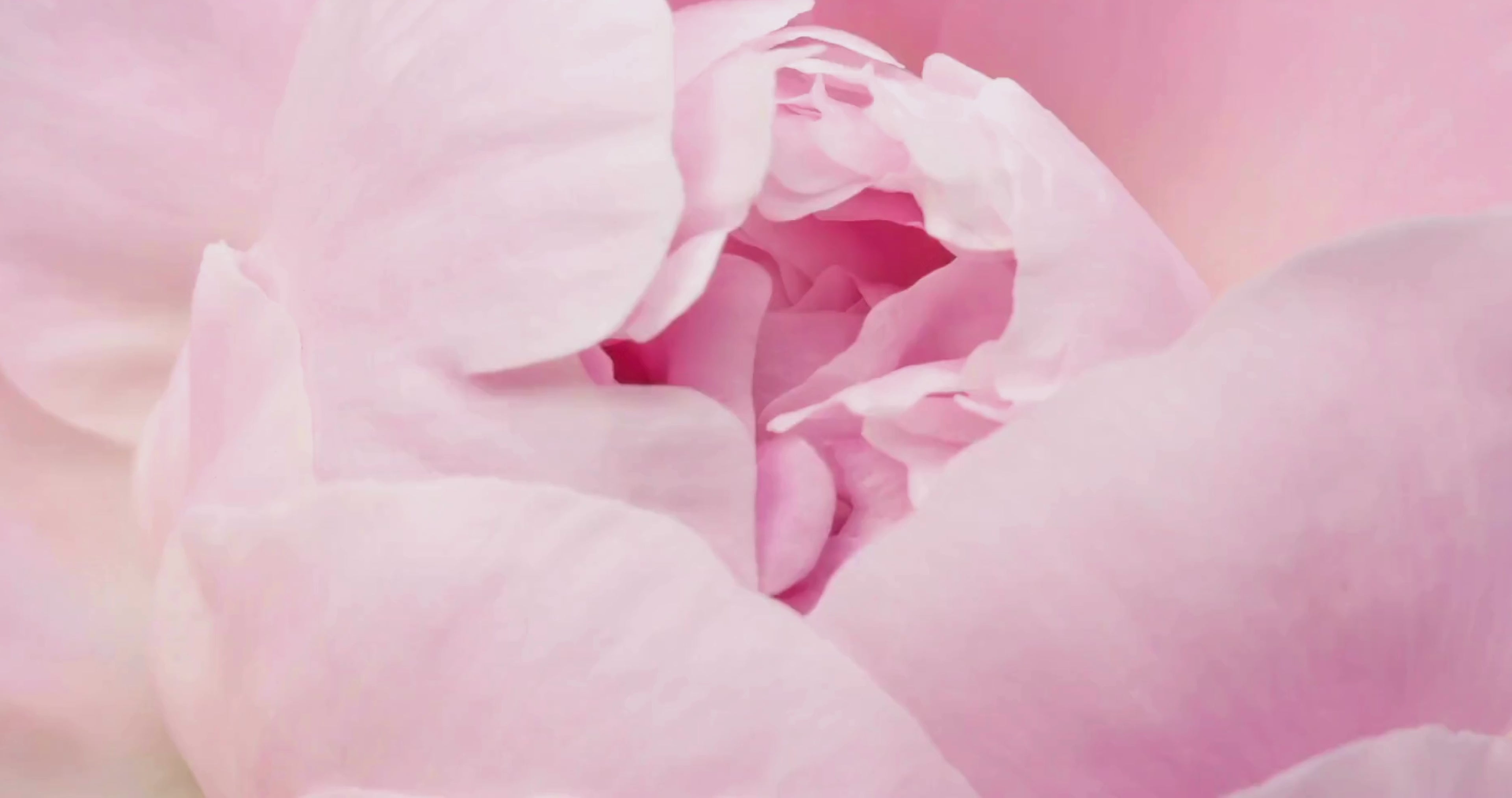 Load video: Peony Blush scent profile video with peony, rose, and red currant—fresh, floral, and delightfully romantic.