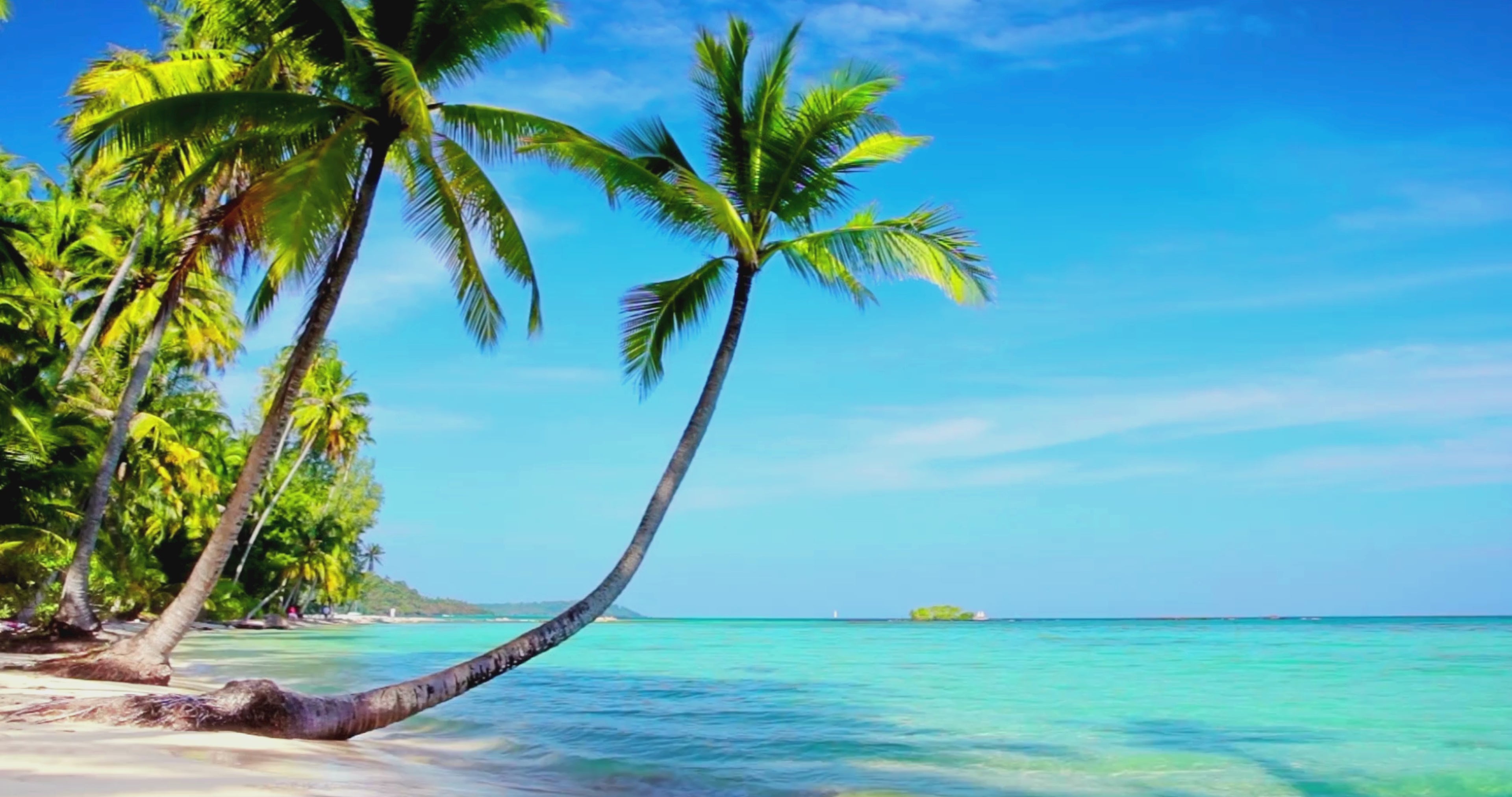 Load video: Tropical Solace scent profile video with pineapple, mango, coconut, peach, and sugar for a bright summer fragrance.