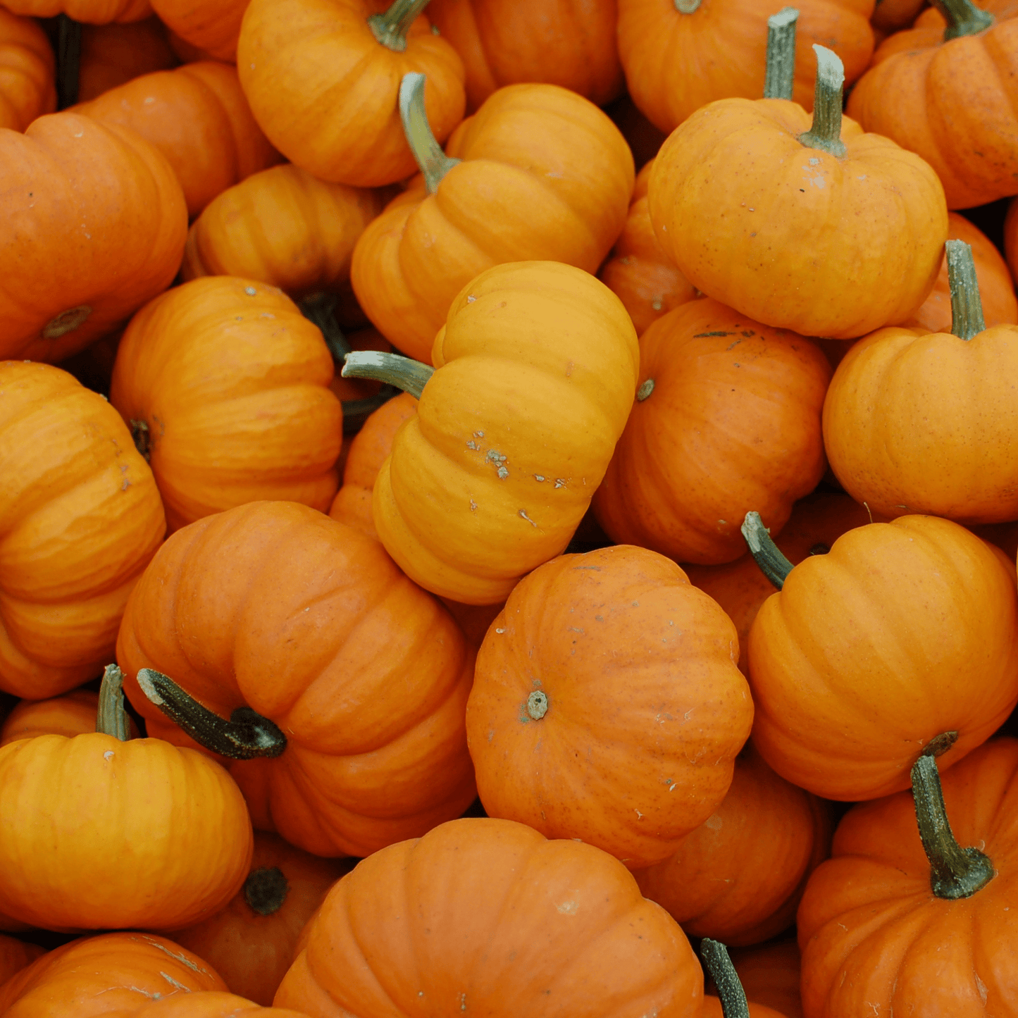 A pile of small, bright orange pumpkins with green stems clustered together. The scene conveys a sense of autumn abundance and seasonal warmth.