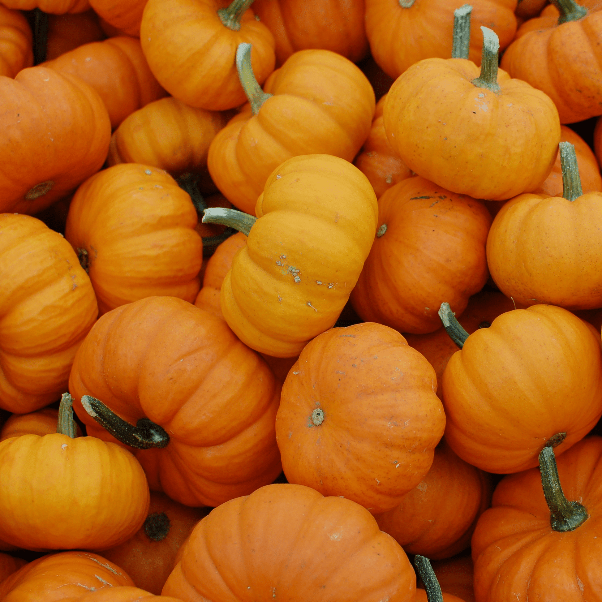 A pile of small, bright orange pumpkins with green stems clustered together. The scene conveys a sense of autumn abundance and seasonal warmth.
