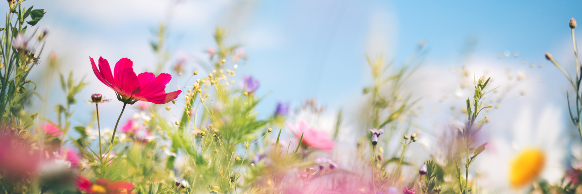 Mitala Candle Co. Spring Candle Collection floral background featuring soft blooming wildflowers and blue sky