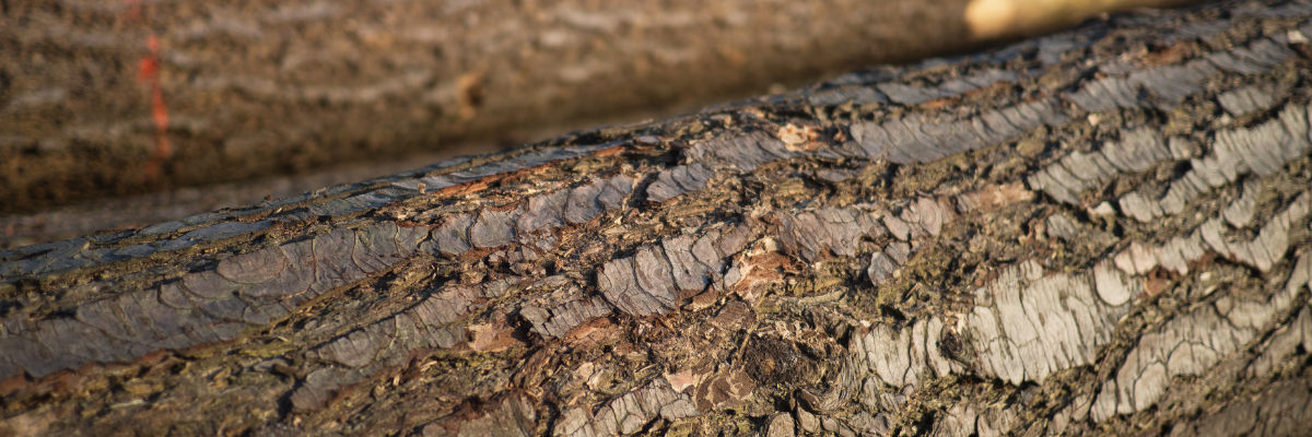 Close-up of tree bark texture on logs, capturing rough, jagged details and natural colors, conveying an earthy, rugged vibe