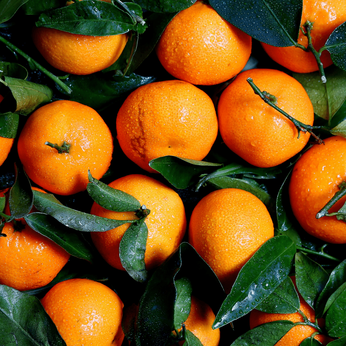 Vibrant oranges with glistening droplets nestled among dark green leaves, conveying freshness and abundance