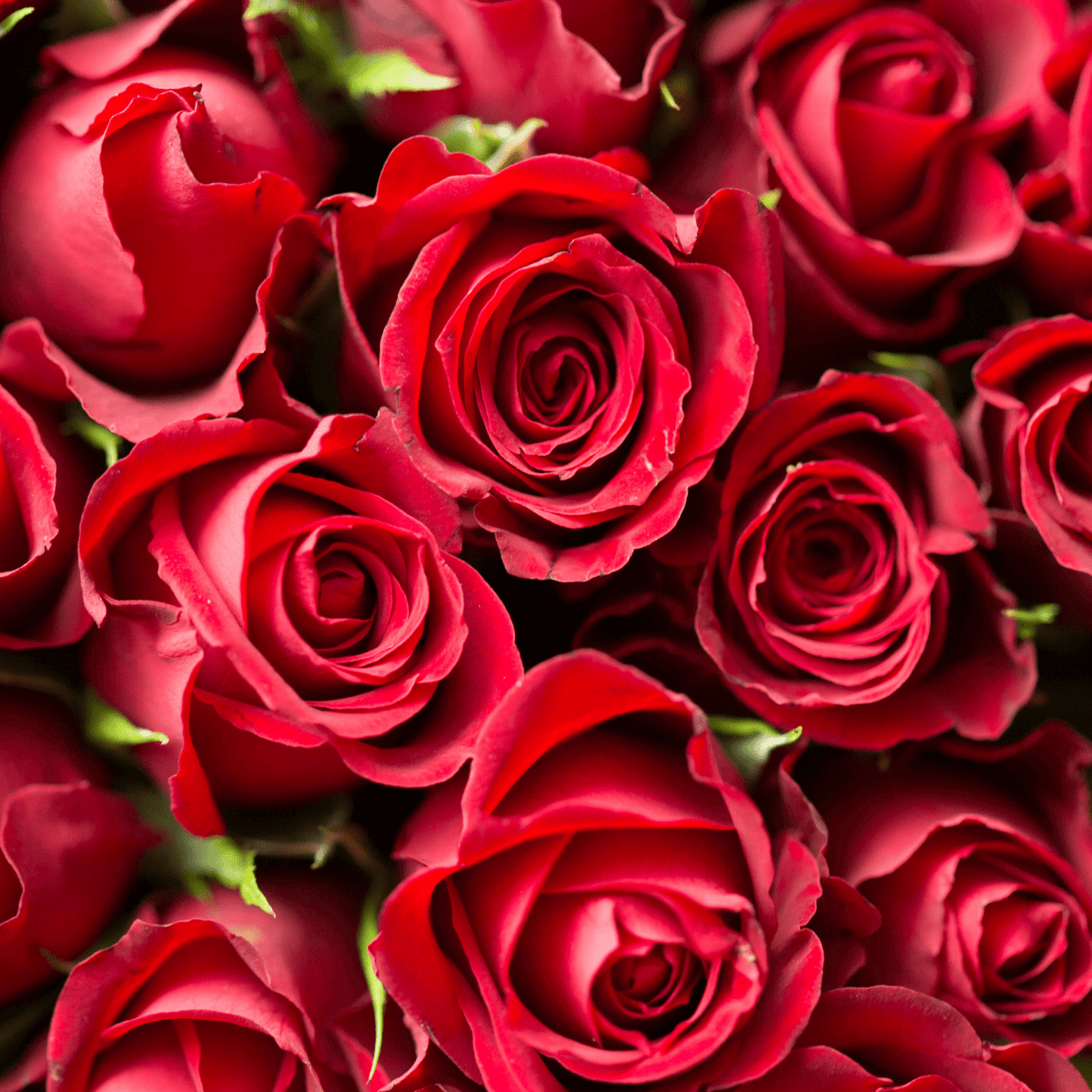 Close-up of vibrant red roses in bloom, arranged together, showcasing intricate petals and deep green leaves, evoking romance